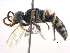  ( - BIOUG02487-D05)  @12 [ ] CreativeCommons - Attribution (2013) CBG Photography Group Centre for Biodiversity Genomics