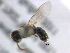  ( - BIOUG02491-A05)  @12 [ ] CreativeCommons - Attribution (2013) CBG Photography Group Centre for Biodiversity Genomics
