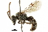  ( - BIOUG02491-E11)  @13 [ ] CreativeCommons - Attribution (2018) CBG Photography Group Centre for Biodiversity Genomics