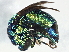  (Chrysis angolensis - BIOUG02577-F11)  @15 [ ] CreativeCommons - Attribution (2013) CBG Photography Group Centre for Biodiversity Genomics