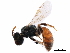 ( - BIOUG02580-C02)  @13 [ ] CreativeCommons - Attribution (2018) CBG Photography Group Centre for Biodiversity Genomics