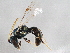  ( - BIOUG02585-C03)  @13 [ ] CreativeCommons - Attribution (2013) CBG Photography Group Centre for Biodiversity Genomics