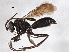  ( - BIOUG02585-E10)  @14 [ ] CreativeCommons - Attribution (2013) CBG Photography Group Centre for Biodiversity Genomics