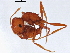  (Pogonomyrmex salinus - BIOUG02585-H05)  @14 [ ] CreativeCommons - Attribution (2013) CBG Photography Group Centre for Biodiversity Genomics