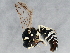  (Stenodynerus anormis - BIOUG02585-H09)  @14 [ ] CreativeCommons - Attribution (2013) CBG Photography Group Centre for Biodiversity Genomics