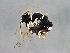  (Philanthus pacificus - BIOUG02586-G06)  @14 [ ] CreativeCommons - Attribution (2013) CBG Photography Group Centre for Biodiversity Genomics