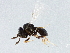  ( - BIOUG02643-C01)  @12 [ ] CreativeCommons - Attribution (2013) CBG Photography Group Centre for Biodiversity Genomics