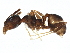  (Pheidole sciophila - BIOUG02643-E07)  @14 [ ] CreativeCommons - Attribution (2013) CBG Photography Group Centre for Biodiversity Genomics