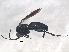  ( - BIOUG02645-H04)  @13 [ ] CreativeCommons - Attribution (2013) CBG Photography Group Centre for Biodiversity Genomics