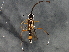  (Lymeon orbus - BIOUG02774-B11)  @12 [ ] CreativeCommons - Attribution (2013) CBG Photography Group Centre for Biodiversity Genomics