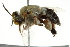  (Centris rhodopus - BIOUG02479-B06)  @14 [ ] CreativeCommons - Attribution (2013) CBG Photography Group Centre for Biodiversity Genomics