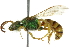  ( - BIOUG02484-E08)  @14 [ ] CreativeCommons - Attribution (2013) CBG Photography Group Centre for Biodiversity Genomics