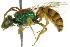  ( - BIOUG02484-E09)  @15 [ ] CreativeCommons - Attribution (2013) CBG Photography Group Centre for Biodiversity Genomics