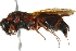  (Parancistrocerus - BIOUG02485-C02)  @15 [ ] CreativeCommons - Attribution (2013) CBG Photography Group Centre for Biodiversity Genomics
