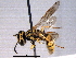  ( - BIOUG02486-D09)  @12 [ ] CreativeCommons - Attribution (2012) CBG Photography Group Centre for Biodiversity Genomics