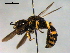  ( - BIOUG02487-B06)  @13 [ ] CreativeCommons - Attribution (2013) CBG Photography Group Centre for Biodiversity Genomics
