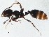  (Monomorium minimum - BIOUG02720-D08)  @14 [ ] CreativeCommons - Attribution (2013) CBG Photography Group Centre for Biodiversity Genomics