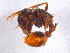  ( - BIOUG02771-F08)  @13 [ ] CreativeCommons - Attribution (2012) CBG Photography Group Centre for Biodiversity Genomics