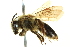  (Andrena rufosignata - BIOUG02974-F07)  @14 [ ] CreativeCommons - Attribution (2012) CNC/CBG Photography Group Centre for Biodiversity Genomics