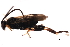  (Microgaster jft31 - 09BBEHY-1378)  @12 [ ] CreativeCommons - Attribution (2010) CBG Photography Group Centre for Biodiversity Genomics