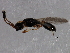  ( - 09BBEHY-1635)  @13 [ ] CreativeCommons - Attribution (2010) CBG Photography Group Centre for Biodiversity Genomics