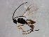  ( - 09BBEHY-1656)  @13 [ ] CreativeCommons - Attribution (2010) CBG Photography Group Centre for Biodiversity Genomics