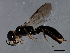  ( - 09BBEHY-1716)  @13 [ ] CreativeCommons - Attribution (2010) CBG Photography Group Centre for Biodiversity Genomics