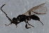  ( - 09BBEHY-1752)  @13 [ ] CreativeCommons - Attribution (2010) CBG Photography Group Centre for Biodiversity Genomics