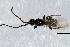  ( - 09BBEHY-1955)  @13 [ ] CreativeCommons - Attribution (2010) CBG Photography Group Centre for Biodiversity Genomics