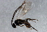  ( - 09BBEHY-1978)  @13 [ ] CreativeCommons - Attribution (2010) CBG Photography Group Centre for Biodiversity Genomics