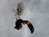  ( - 09BBEHY-1989)  @13 [ ] CreativeCommons - Attribution (2010) CBG Photography Group Centre for Biodiversity Genomics