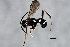  ( - 09BBEHY-2254)  @13 [ ] CreativeCommons - Attribution (2010) CBG Photography Group Centre for Biodiversity Genomics