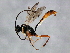  ( - 09BBEHY-2261)  @13 [ ] CreativeCommons - Attribution (2010) CBG Photography Group Centre for Biodiversity Genomics