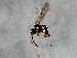  ( - 09BBEHY-2265)  @14 [ ] CreativeCommons - Attribution (2010) CBG Photography Group Centre for Biodiversity Genomics