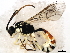  (Exenterini - 10BBHYM-0077)  @12 [ ] CreativeCommons - Attribution (2010) CBG Photography Group Centre for Biodiversity Genomics