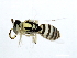  ( - 10BBHYM-0420)  @15 [ ] CreativeCommons - Attribution (2010) CBG Photography Group Centre for Biodiversity Genomics