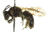  (Andrena nuda - 10BBHYM-0621)  @15 [ ] CreativeCommons - Attribution (2010) CBG Photography Group Centre for Biodiversity Genomics