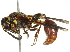  (Zethus - 10BBHYM-0854)  @15 [ ] CreativeCommons - Attribution (2010) CBG Photography Group Centre for Biodiversity Genomics