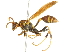  (Mischocyttarus mexicanus - 10BBHYM-0883)  @14 [ ] CreativeCommons - Attribution (2010) CBG Photography Group Centre for Biodiversity Genomics