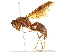  (Polistes bellicosus - 10BBHYM-0910)  @14 [ ] CreativeCommons - Attribution (2010) CBG Photography Group Centre for Biodiversity Genomics