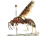  (Polistes metricus - 10BBHYM-0913)  @15 [ ] CreativeCommons - Attribution (2010) CBG Photography Group Centre for Biodiversity Genomics