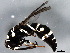  (Stenodynerus pulvivestis - 10BBHYM-1035)  @13 [ ] CreativeCommons - Attribution (2010) CBG Photography Group Centre for Biodiversity Genomics