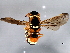 (Dolichodynerus - 10BBHYM-1077)  @14 [ ] CreativeCommons - Attribution (2010) CBG Photography Group Centre for Biodiversity Genomics