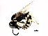  (Philanthus pulcher - 10BBHYM-1111)  @13 [ ] CreativeCommons - Attribution (2010) CBG Photography Group Centre for Biodiversity Genomics