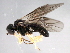  (Acordulecera dorsalis - 10BBHYM-1149)  @15 [ ] CreativeCommons - Attribution (2010) CBG Photography Group Centre for Biodiversity Genomics