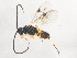  ( - 10BBHYM-1241)  @13 [ ] CreativeCommons - Attribution (2010) CBG Photography Group Centre for Biodiversity Genomics