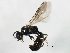  ( - 10BBCHY-0030)  @13 [ ] CreativeCommons - Attribution (2010) CBG Photography Group Centre for Biodiversity Genomics