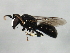 ( - 10BBCHY-0031)  @13 [ ] CreativeCommons - Attribution (2010) CBG Photography Group Centre for Biodiversity Genomics