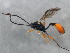  ( - 10BBCHY-0343)  @13 [ ] CreativeCommons - Attribution (2010) CBG Photography Group Centre for Biodiversity Genomics