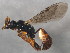  ( - 10BBCHY-0352)  @12 [ ] CreativeCommons - Attribution (2010) CBG Photography Group Centre for Biodiversity Genomics